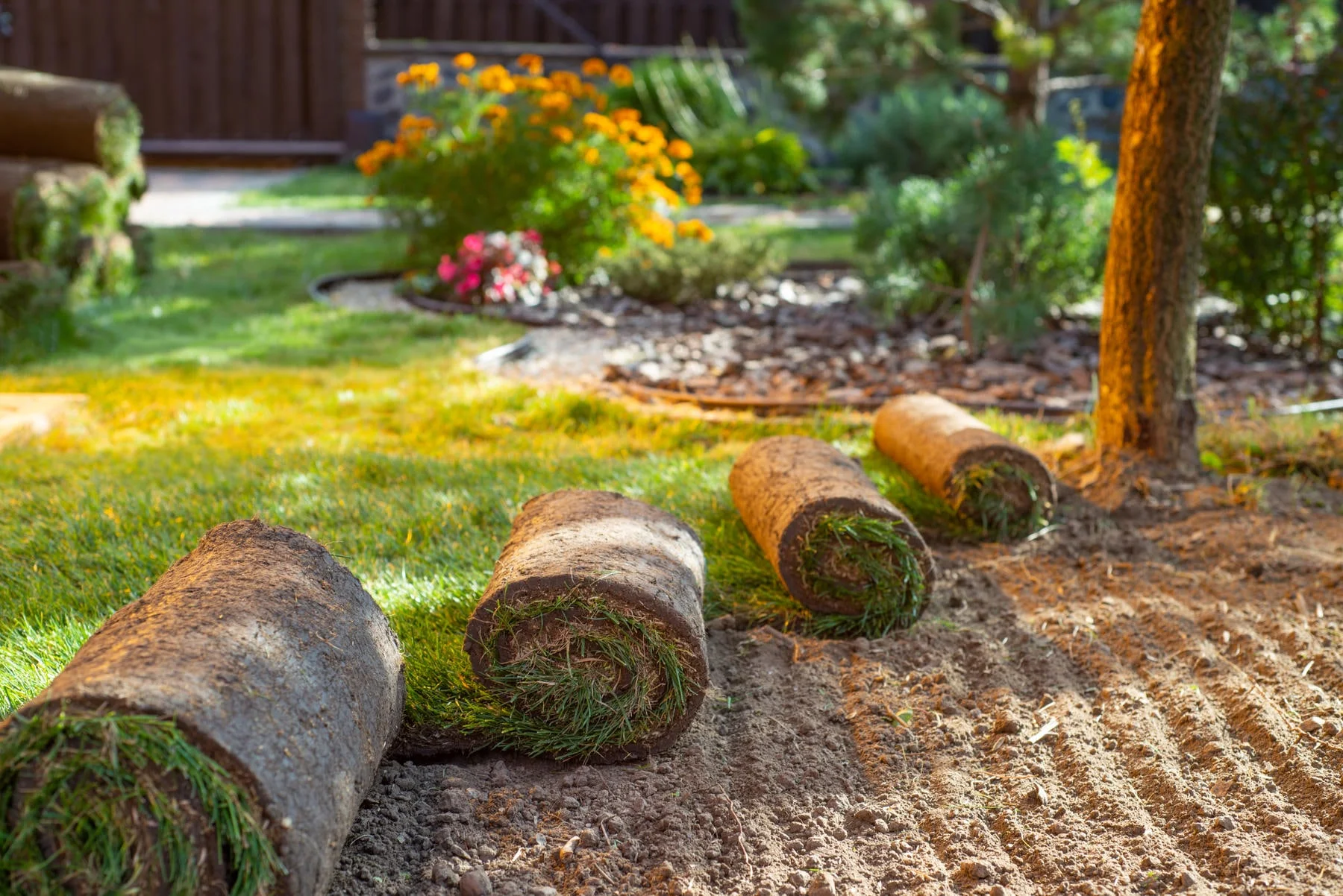 Professional sod installation and yard cleanup in South King County